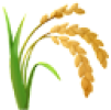 grains